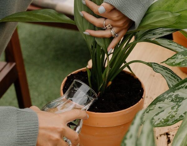 leon artificial plant aglaonema uk